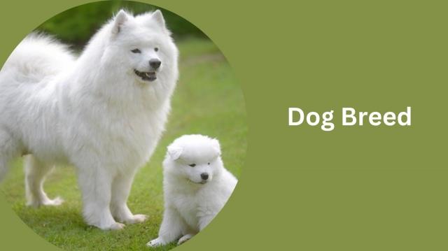 Caring for Your Canine Companion: Dog Information for Pet Parents